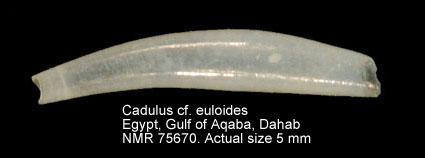 Cadulus cf euloides.jpg - Cadulus cf. euloidesMelvill & Standen,1901